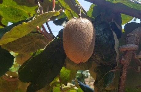 ממצד אבירים לגשר נחל כזיב קטע מס' 3 בשביל מים אל ים