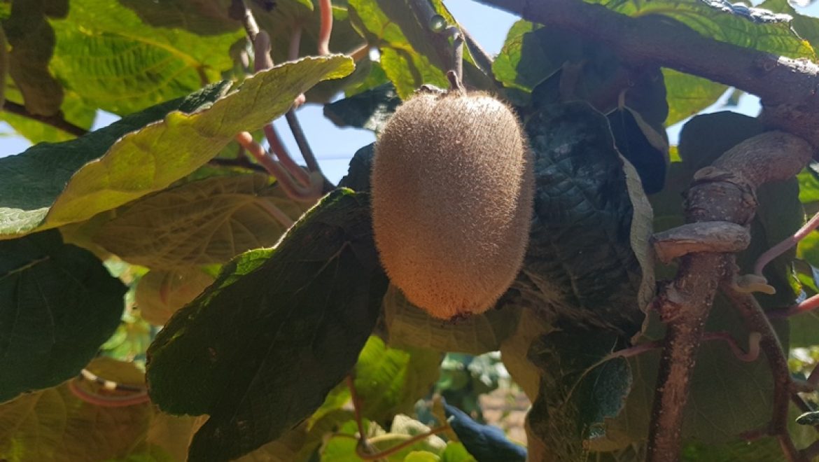 ממצד אבירים לגשר נחל כזיב קטע מס' 3 בשביל מים אל ים