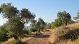 שביל-ירושלים-קטע-מס-1-מהסטף-לגשר-המיתרים